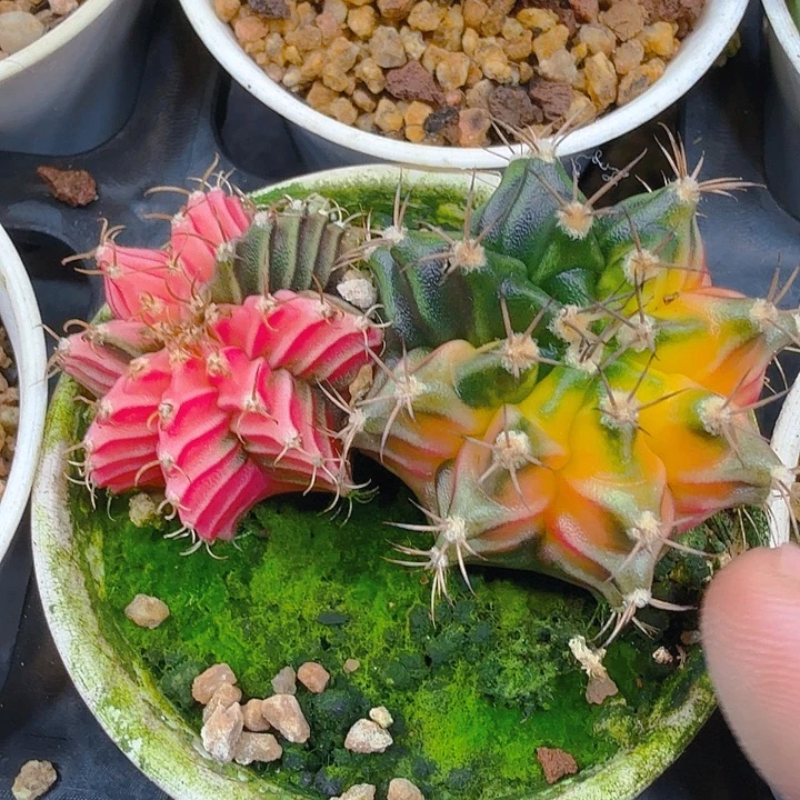 当前无花朵，栽培后可花朵