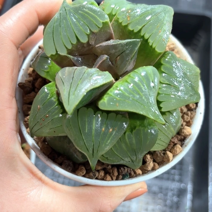 老母本媚凤多肉植物