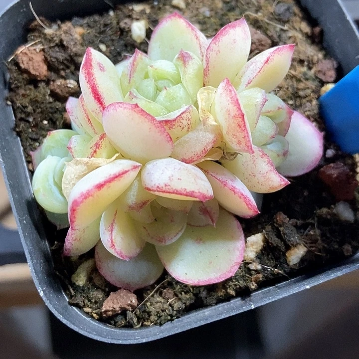 多肉植物784多肉