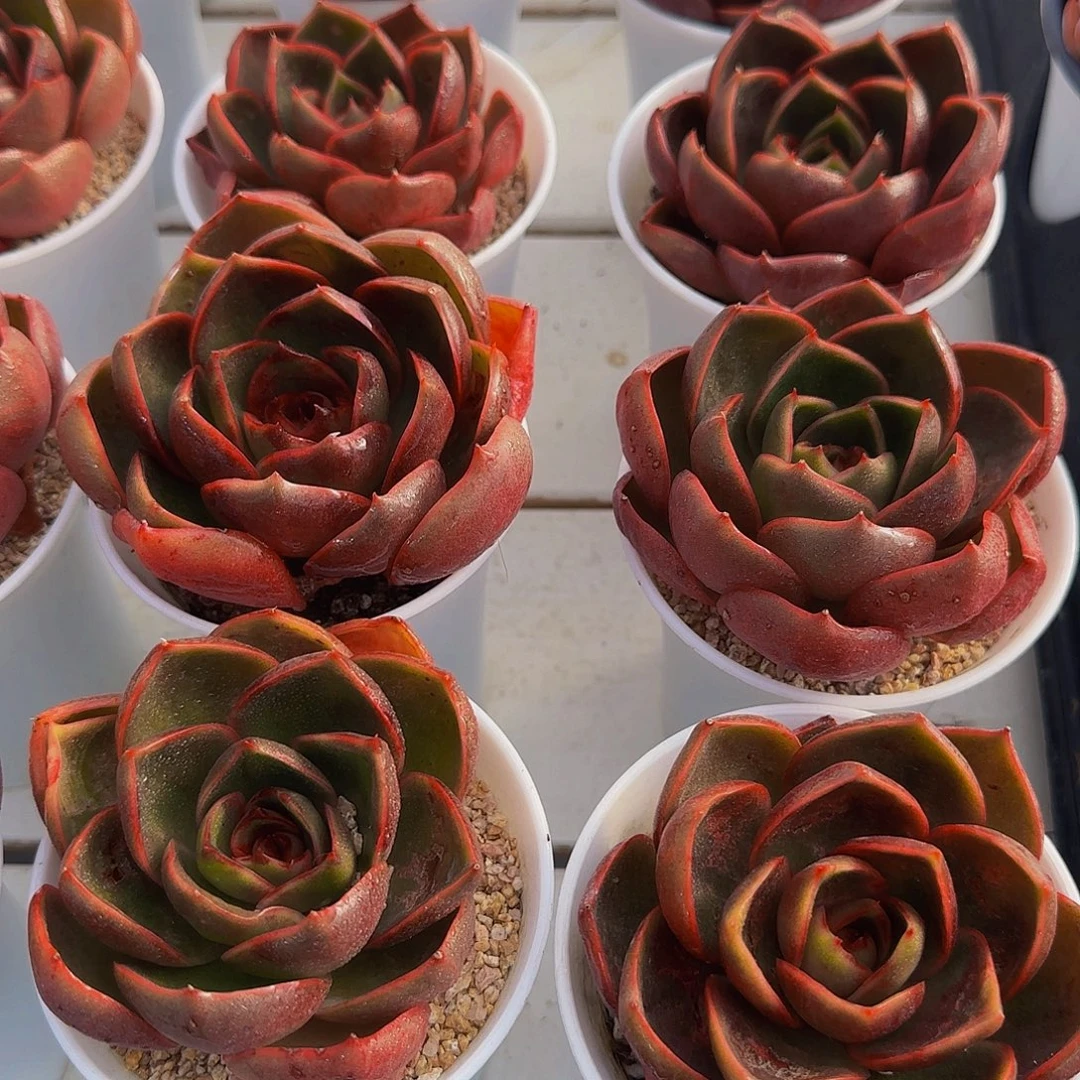 量拍40号 精品母本红灯单头两个