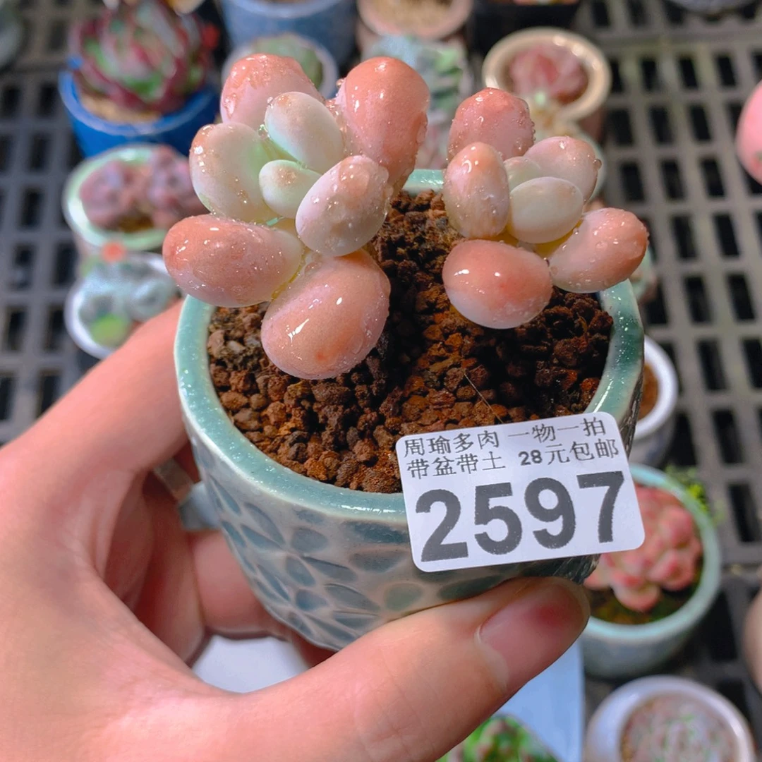5厘米盆精控多肉2597