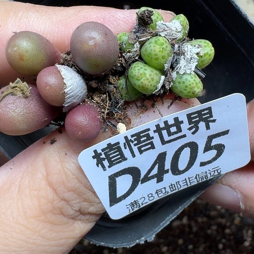 多肉植物的润泽fvbn