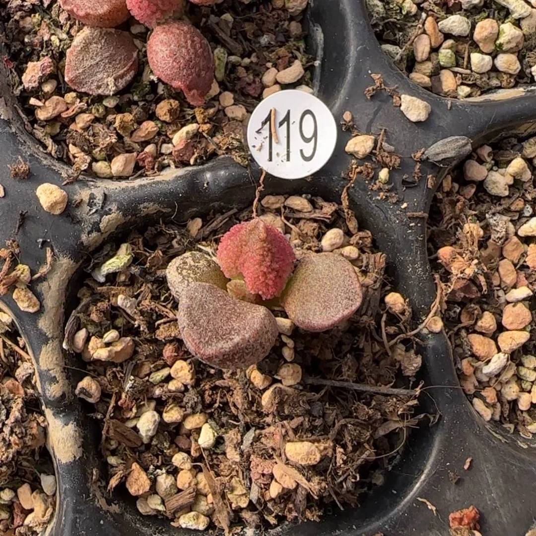 福利拍水泡多肉植物119