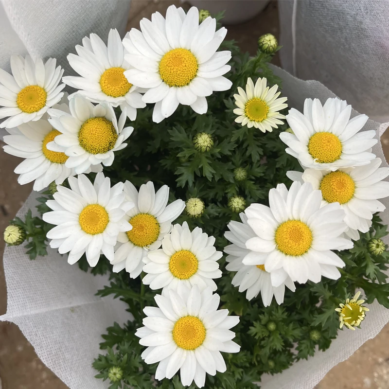 白雪公主-150盆 玛格丽特盆栽带花苞