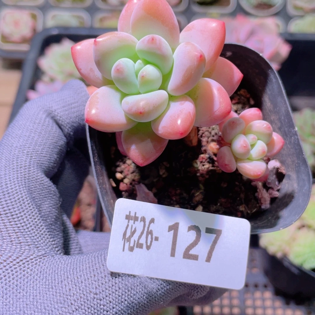 花利美26-127洛神