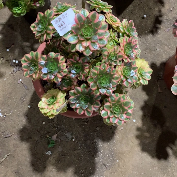 843雨荷多肉植物特价