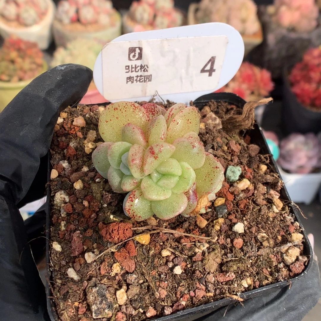 4 冰玉石化多肉多肉