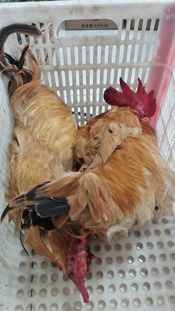 （初级农产品土鸡）农家自有散装称重农家土特产农产品辣椒农家自有