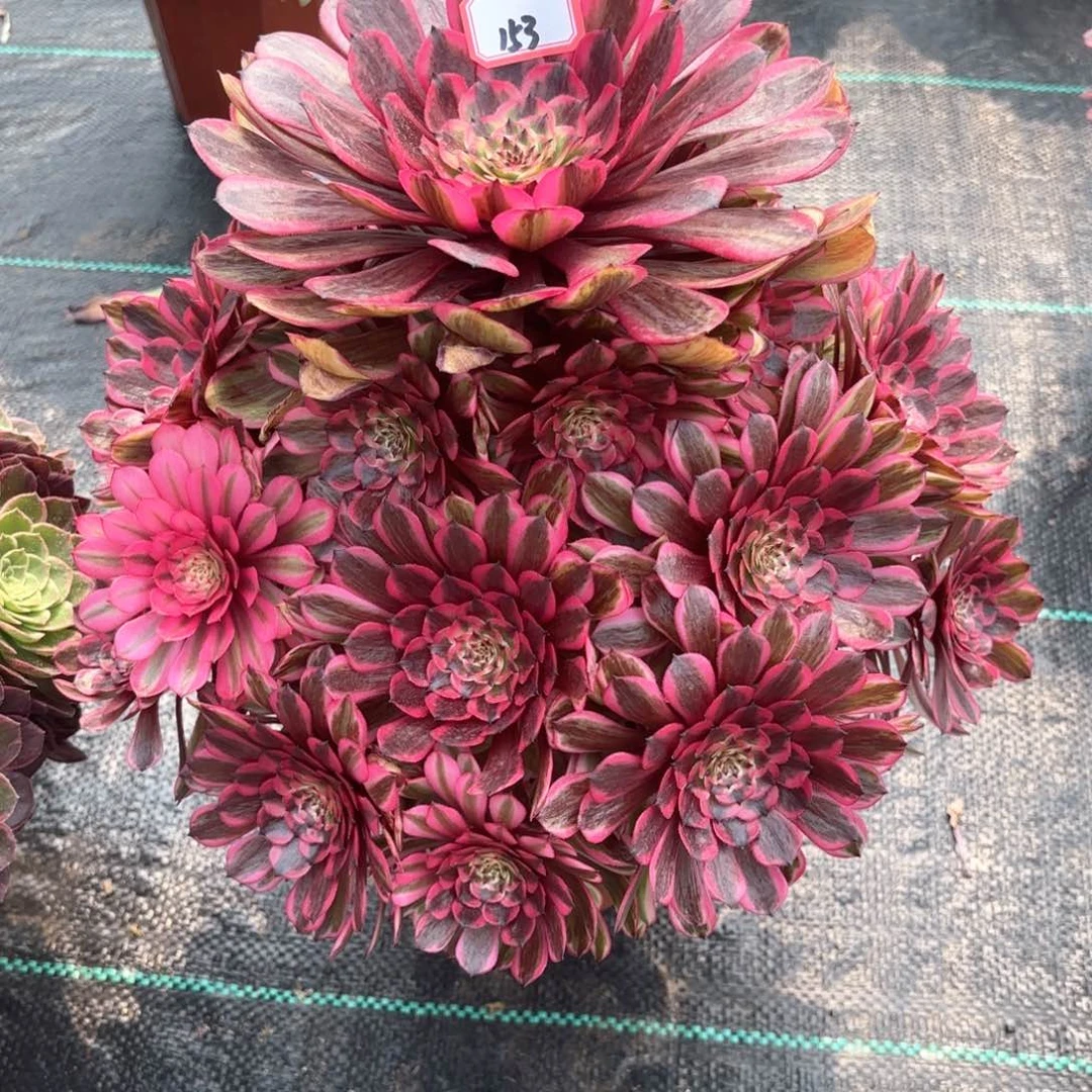 无花朵153粉月光多肉植物