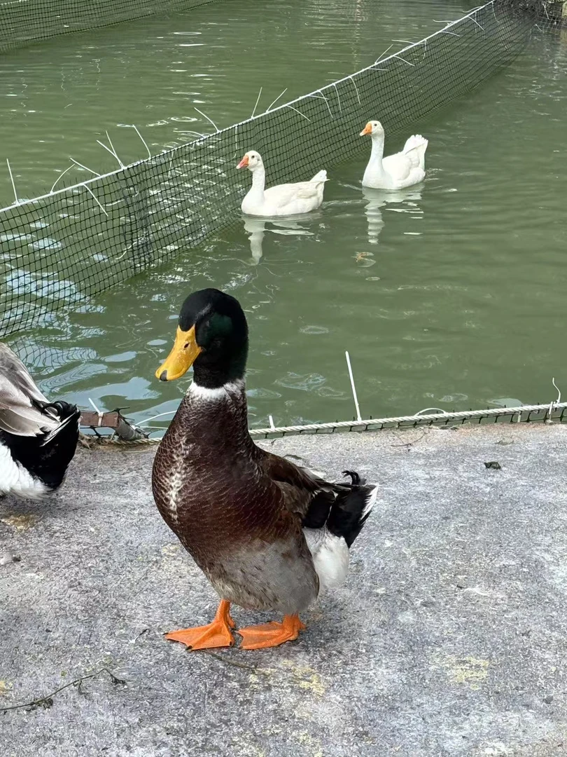 山泉水青头鸭150天五谷杂粮散养