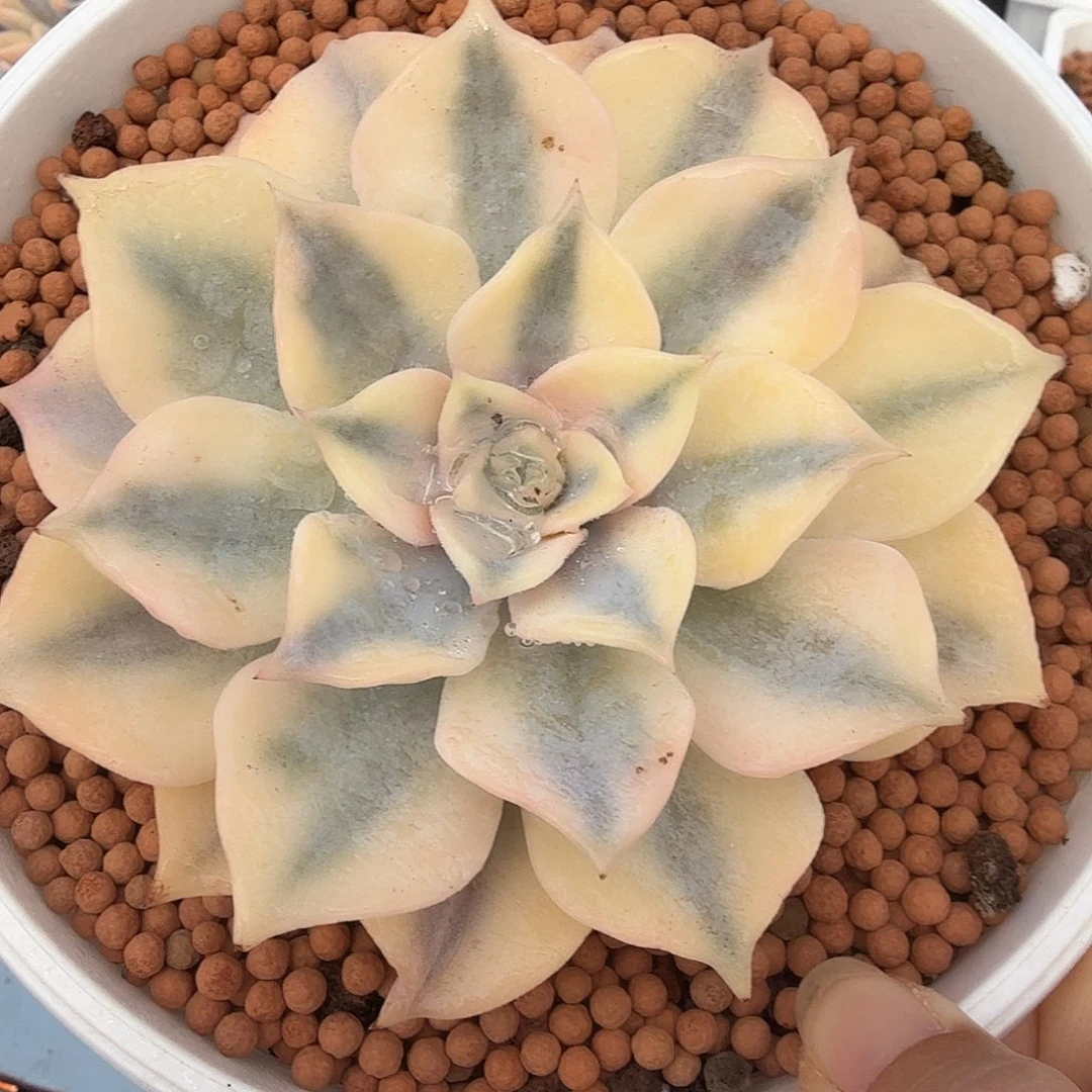 露西娜锦，多肉植物