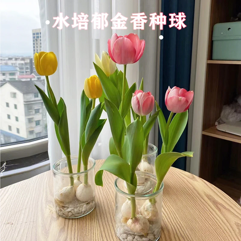 进口郁金香种球带小石子花卉室内外阳台好养绿植耐寒植物水培土培