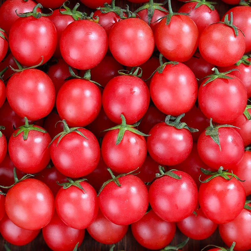 【高原露天】云南新鲜圣女果蔬菜水果新鲜现摘一整箱非千禧小番茄