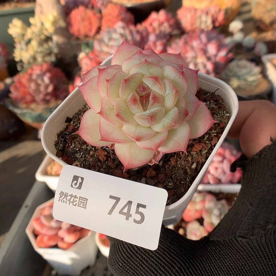 745糖心多肉植物6666