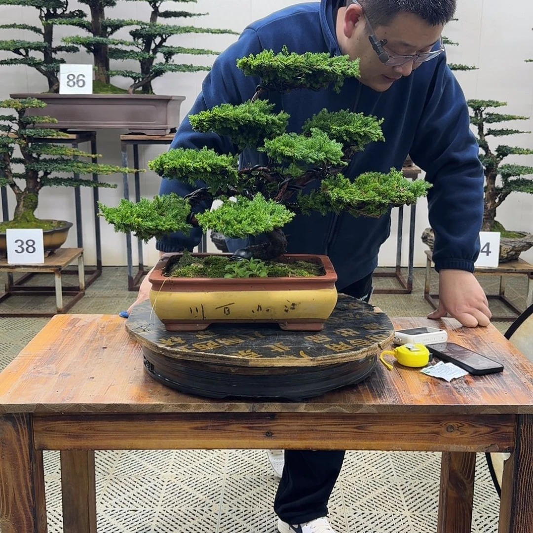 无花朵柏树造型盆景