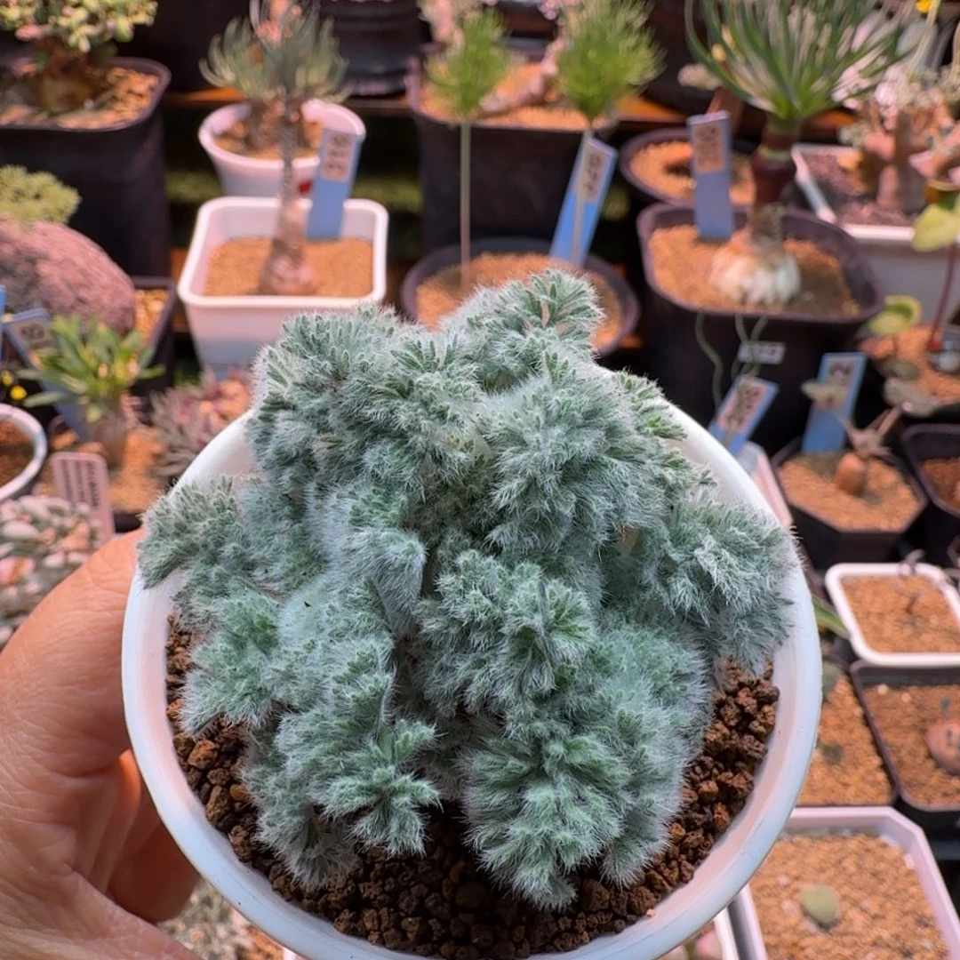 羽叶洋葵775 仙人球