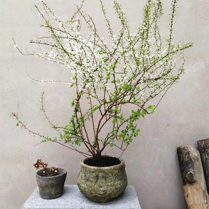 喷雪花盆栽雪柳花苗庭院阳台耐寒耐热多年生灌木植物花卉易成活