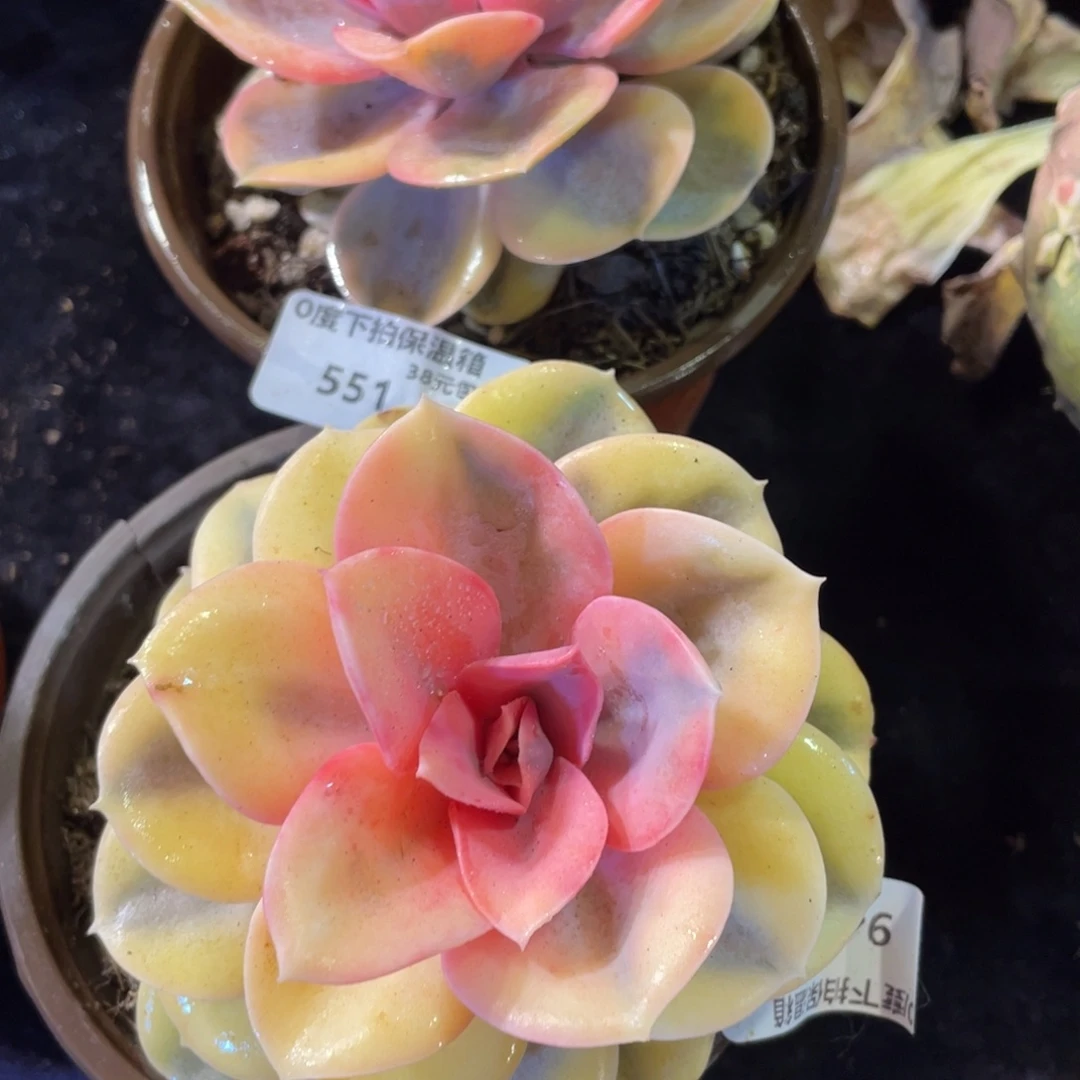 949.551彩虹单头两颗一组