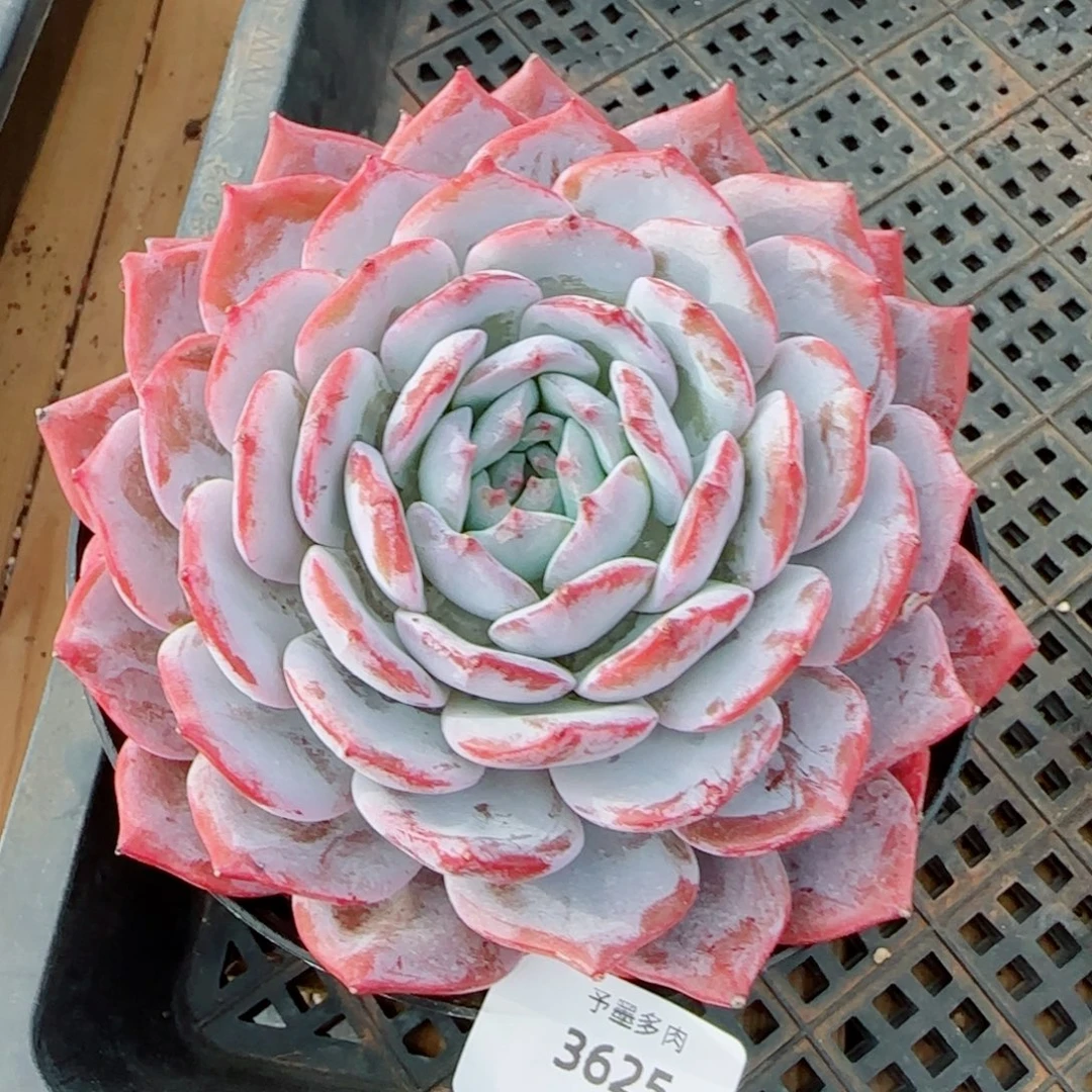 新品，凤凰台，3625多肉