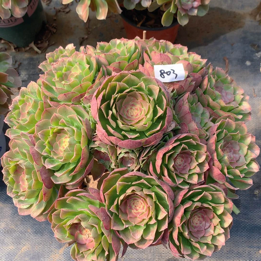 803红心沙拉碗精品法师多肉