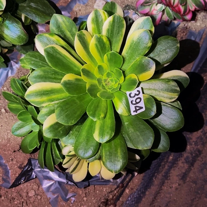 394五彩琉璃的多肉植物