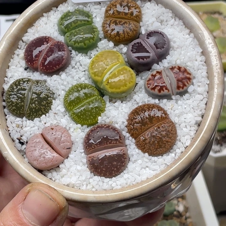 完全开放891彩拼带盆