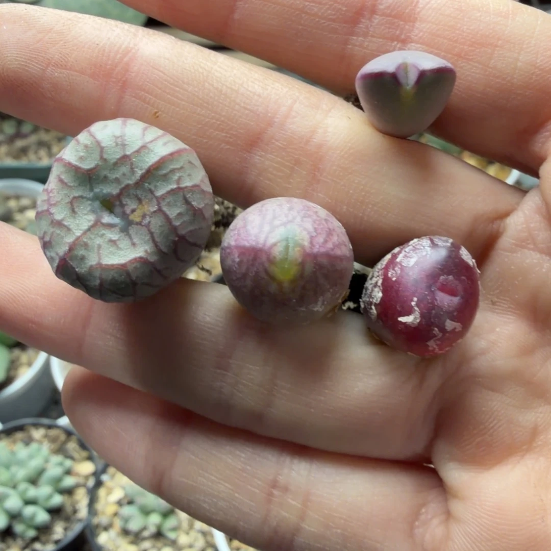 拾***玖一手雷神和送奶杂657号