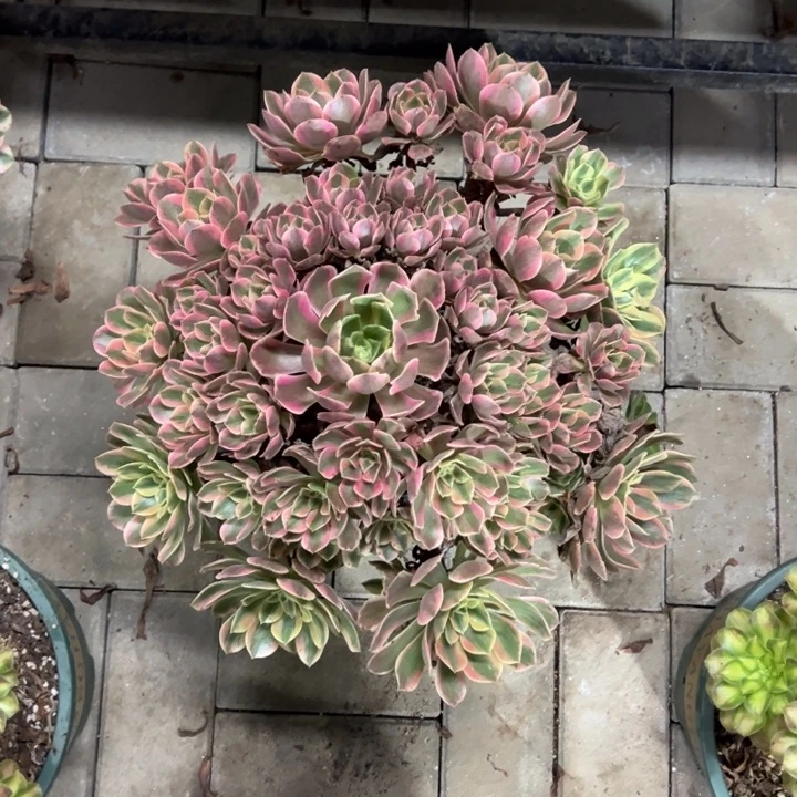 女妖多肉植物花花