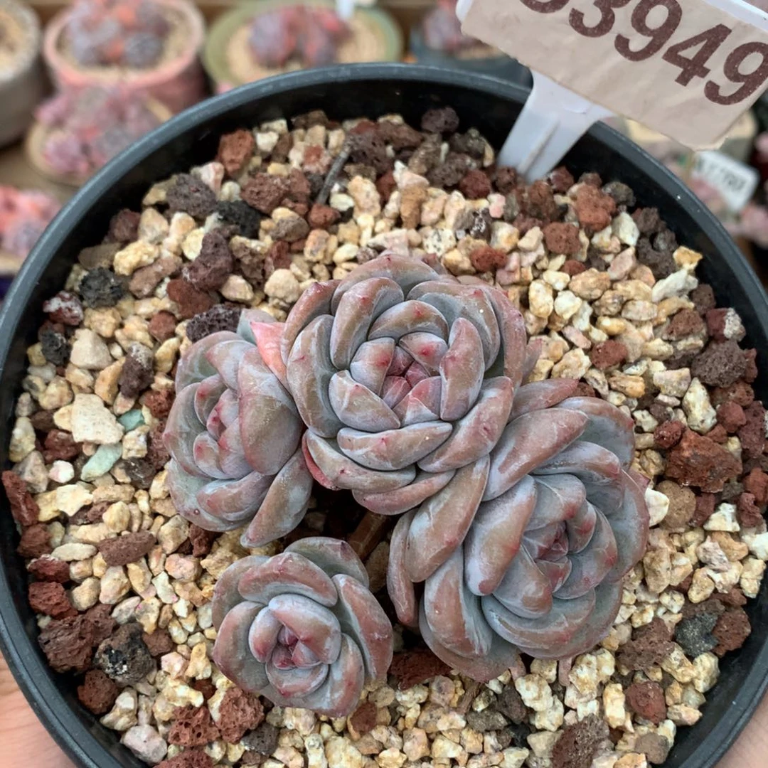 S3949 清仓玫瑰花脸星影老桩 有砍 8cm