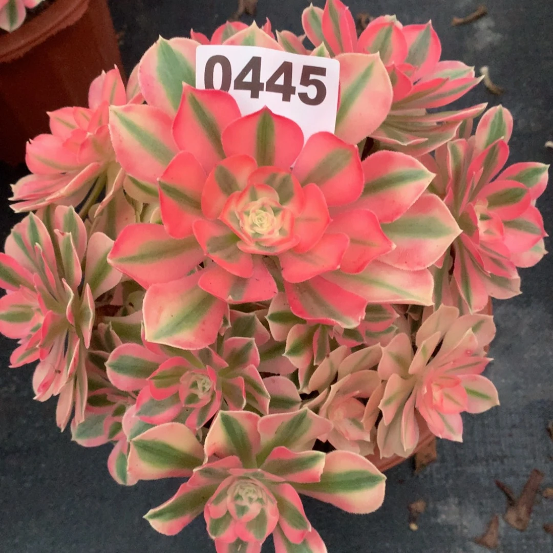 *****粉女巫445法师多肉植物260000000