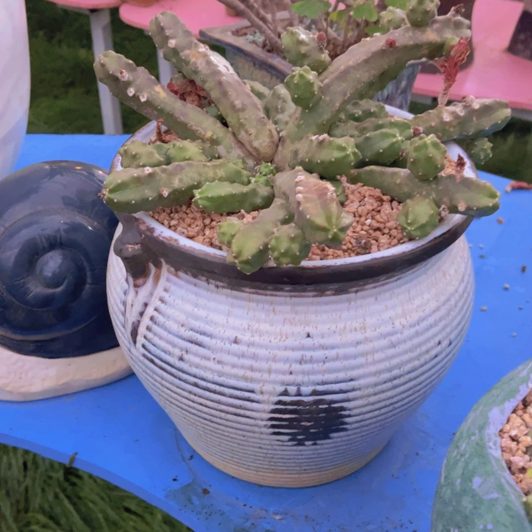 美***楠多肉植物保护研究所