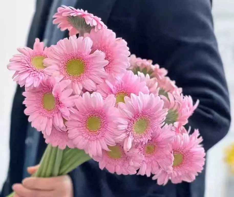 山东基地高杆卷边非洲菊 扶郎花苗盆栽 鲜切花太阳花拉丝庭院阳台