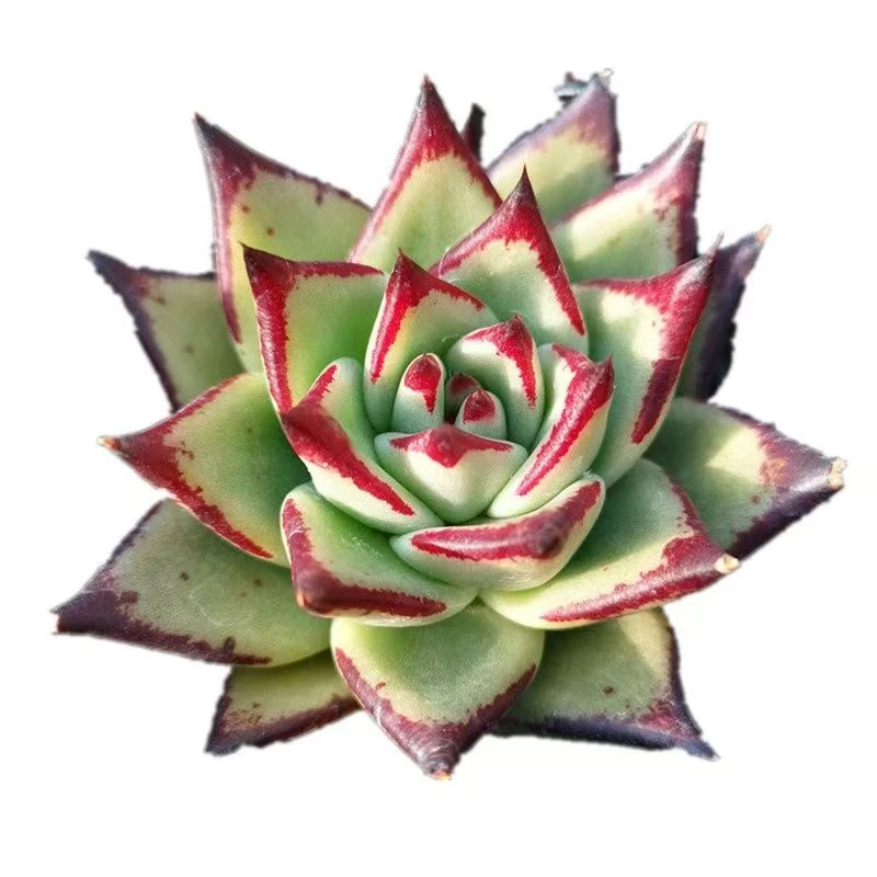 2王小二乌木全店多肉任意拍满2单发货 拍满5单送一包吡虫啉