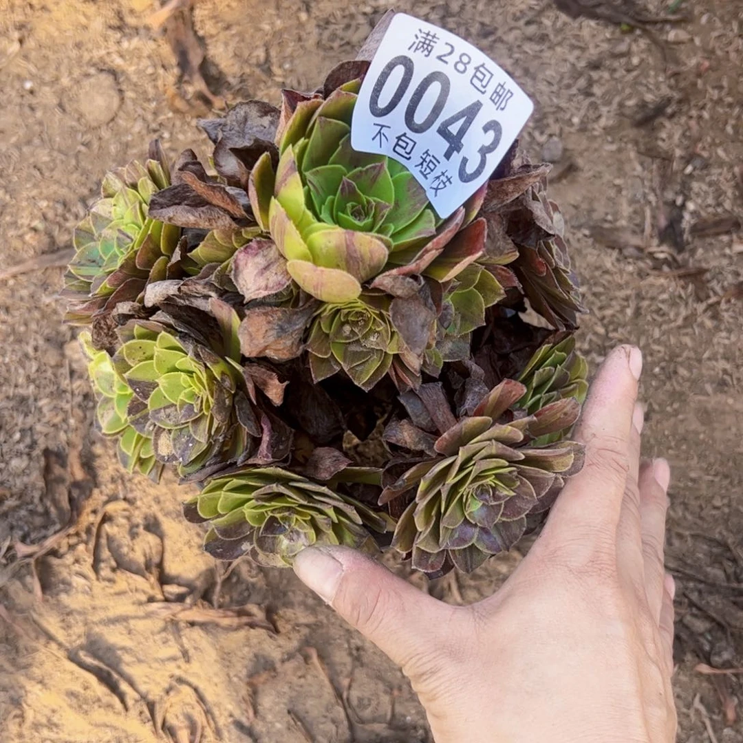 花月夜多肉植物0043