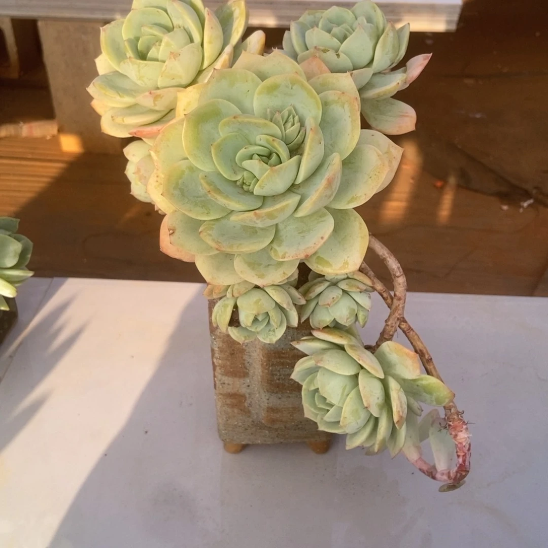 恋曲多肉多肉多肉多肉多肉