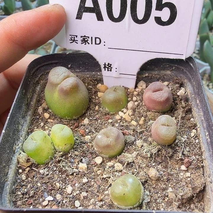 005。雪茄七颗肉锥