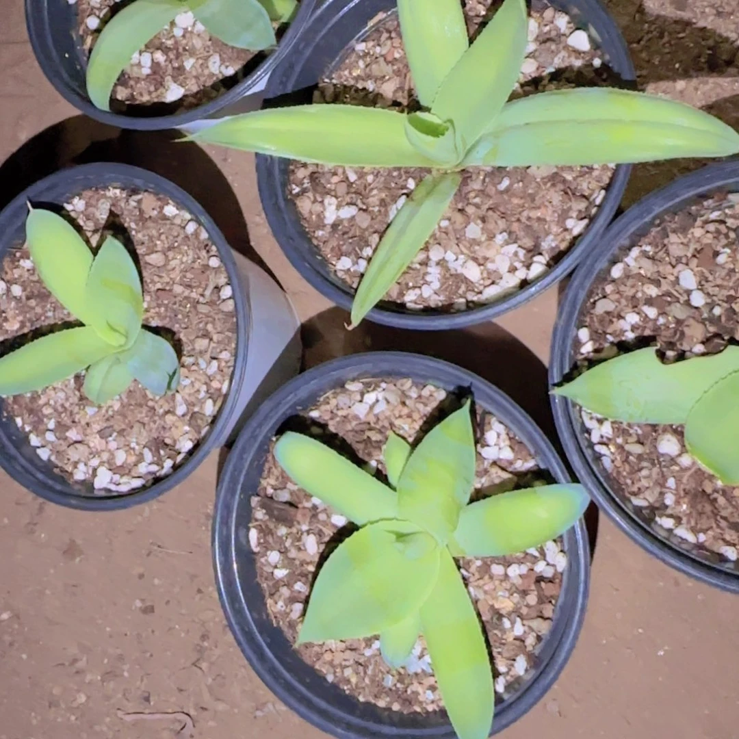 块根植物块根植物块根