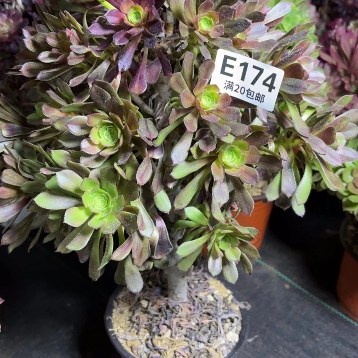 瑞妈一物一拍174