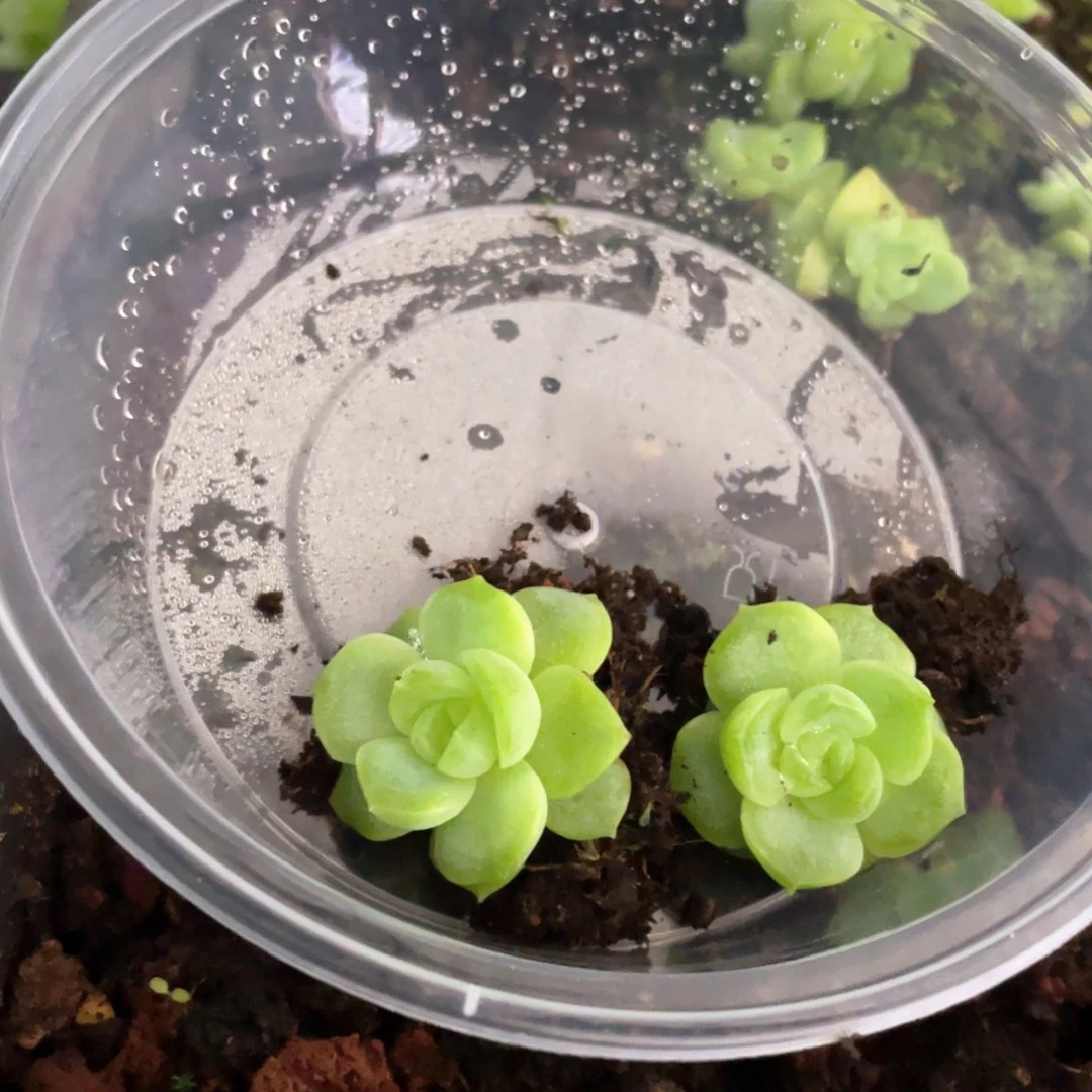 青允珍妮一物一拍041