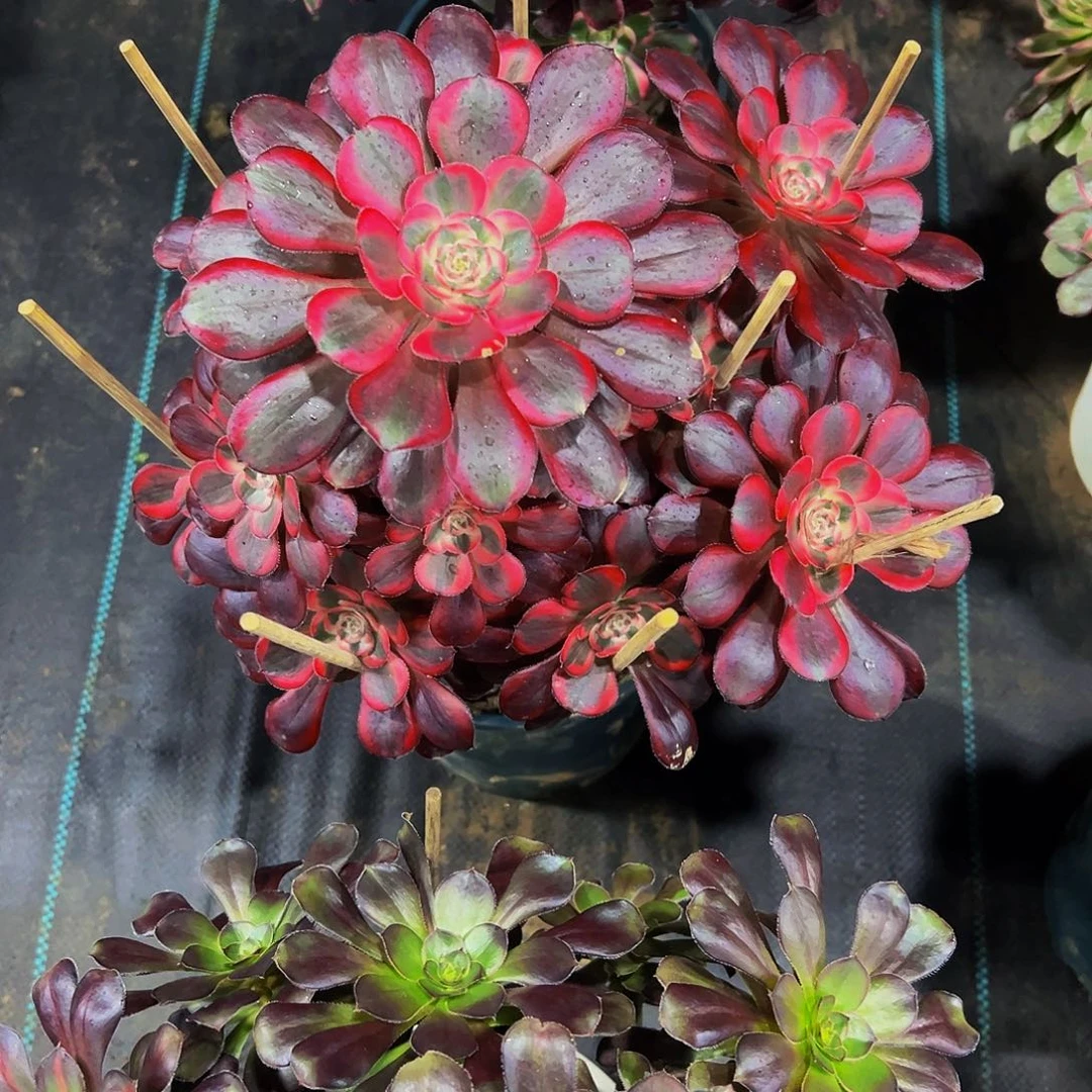 老庄香奈儿法师68.8