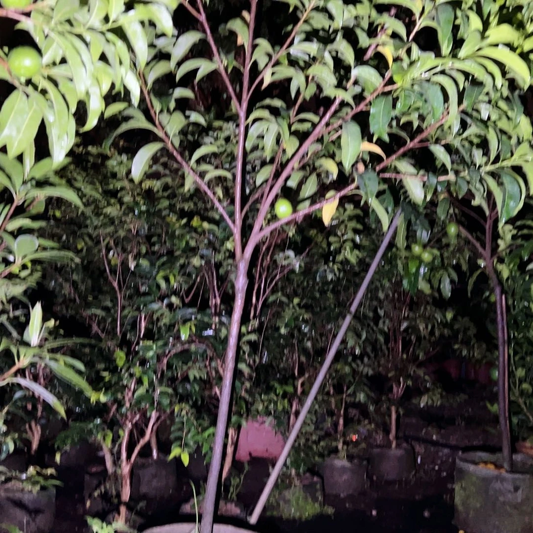 完全开放某*1111