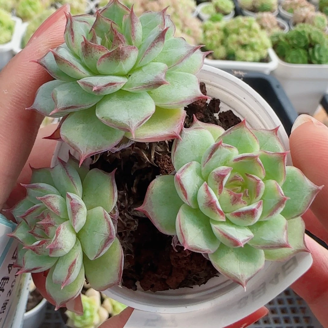 花语逸镜0804-57女王