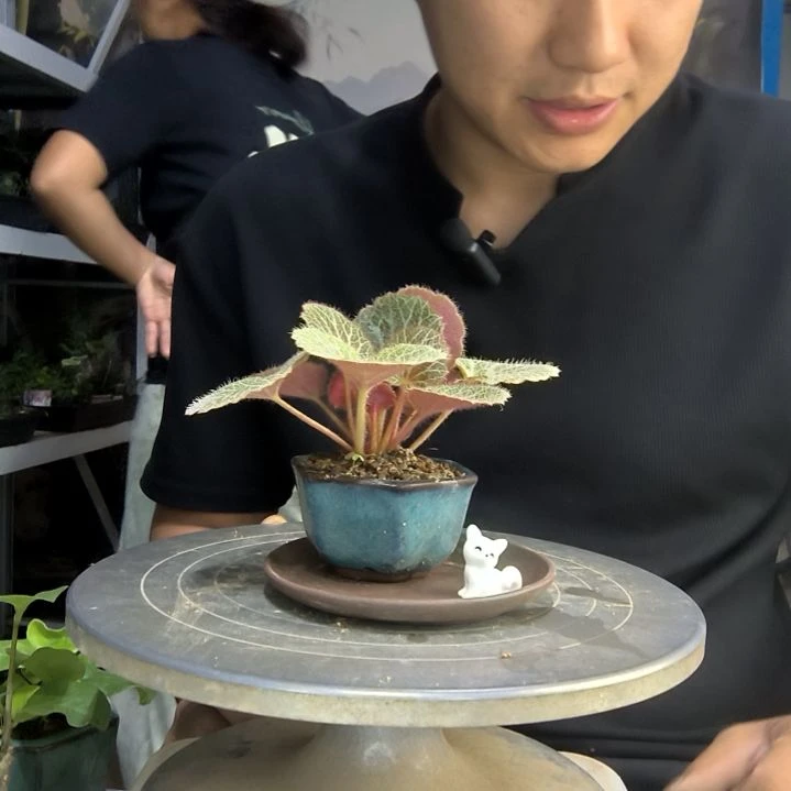 t****e中青园艺一物一拍1