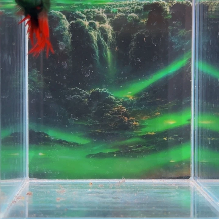 斗鱼哈哈真的是太给力的是