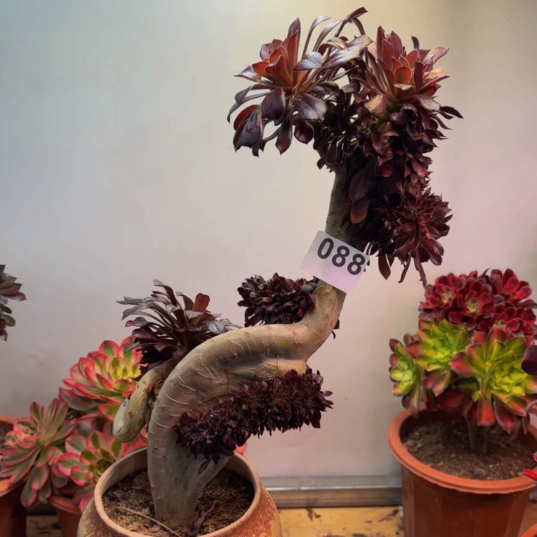 多肉法师黑法师缀088