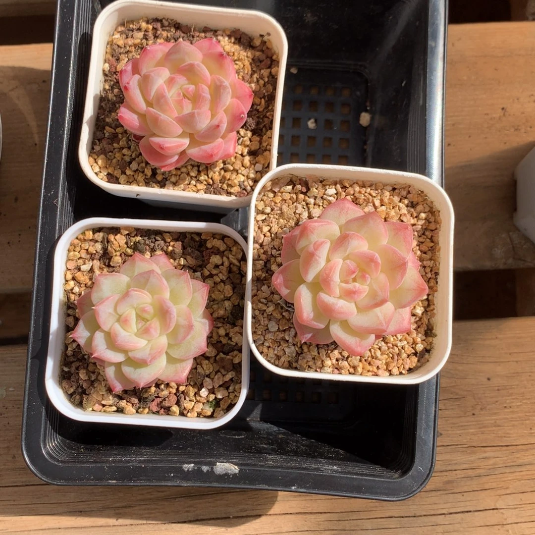 S***c懒羊羊一物一拍3颗