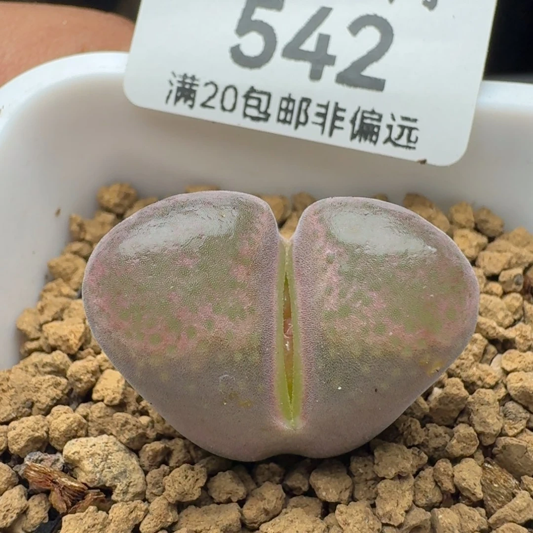 带盆土。