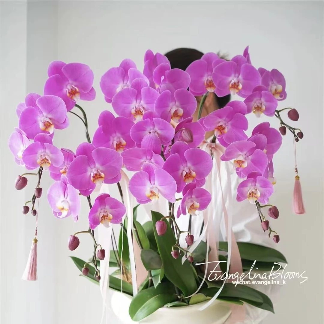 【思芹花卉｜粉宝图蝴蝶兰】蝴蝶兰带土盆栽，1颗发圆通，2颗发顺丰