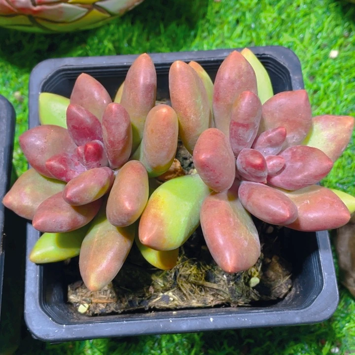 谢谢你的支持00000038