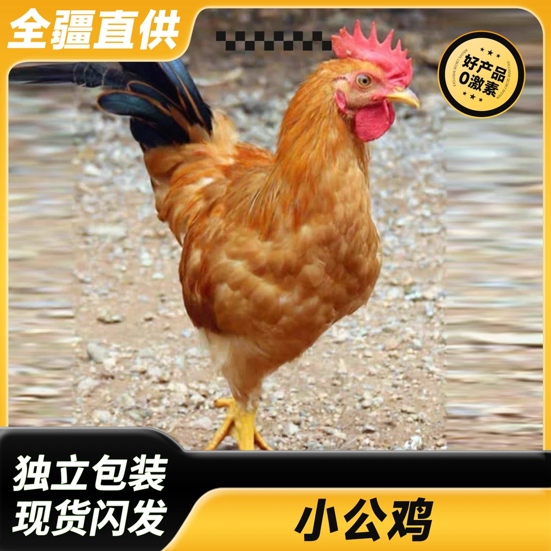 小公鸡新鲜宰杀净膛京东冷链包邮